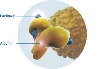 Visual representation based on preclinical evidence